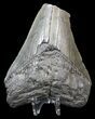 Bargain Megalodon Tooth #43024-2